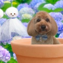 Mダックス×トイプードルmix