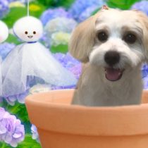 キャバリア×ビションフリーゼmix