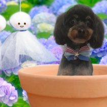 チワワ×トイプードルmix