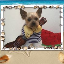 ヨークシャーテリア