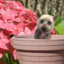 ヨークシャーテリア