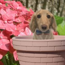 Mダックスフンド