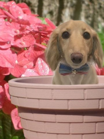 Mダックスフンド