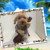 トイプードル×Mダックスフントmix