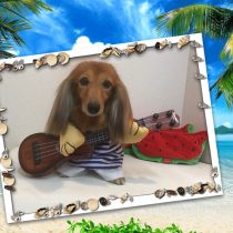 Mダックスフント