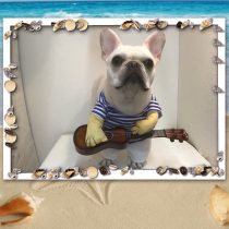 フレンチブルドッグ