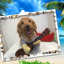 Mダックスフント