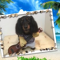 Mダックスフント