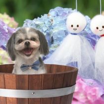 シーズー×マルチーズmix