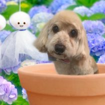 Mダックスフント×トイプードルmix