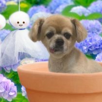 チベタンスパニエル