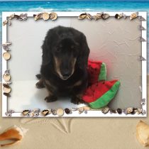 Mダックスフント