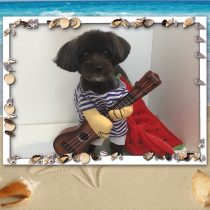 パピヨン×トイプードルmix