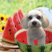 ビション×キャバリアmix