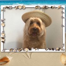 オーストラリアンラブラドゥードル