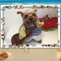 ヨークシャーテリア