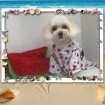 マルチーズ×トイプードルmix