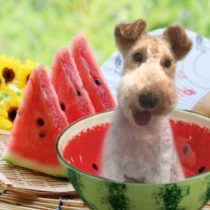 ワイヤーフォックステリア