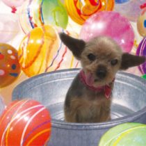 ヨークシャーテリア