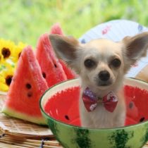 チワワ×トイプードルmix