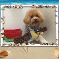 マルチーズ×トイプードルmix