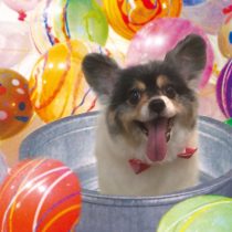 チワワ×パピヨンmix