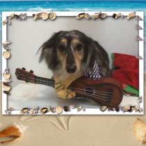 Mダックスフント