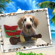 Mダックスフント