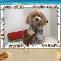 チワワ×トイプードルmix