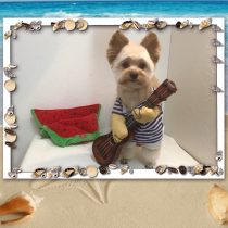 ポメラニアン×トイプードルmix