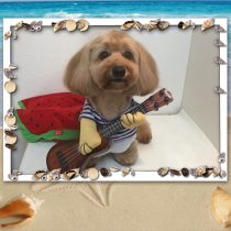 Mダックス×トイプードルmix