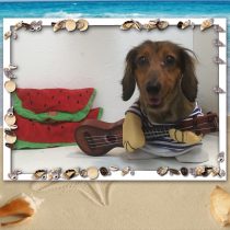 Mダックスフント