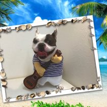 フレンチブルドッグ