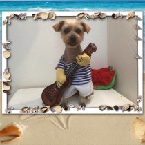 ヨークシャーテリア