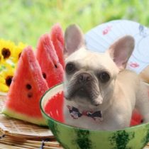 フレンチブルドッグ