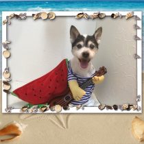 ジャックラッセルテリア