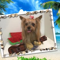 ヨークシャーテリア