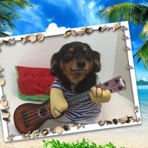 チワワ×Mダックスmix