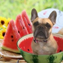 フレンチブルドッグ