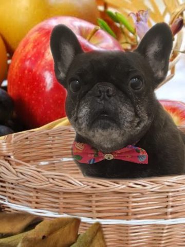 フレンチブルドッグ