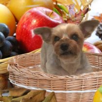 ヨークシャーテリア