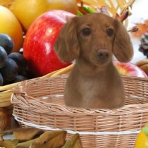 Mダックスフント