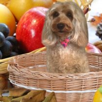 オーストラリアンラブラドゥードゥル