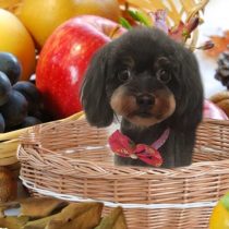 チワワ×トイプードルmix