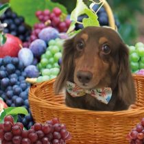 Mダックスフント