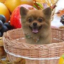 ポメラニアン×チワワmix