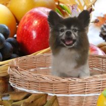 チワワ×パピヨンmix