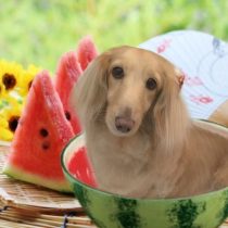 Mダックスフント