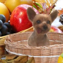 ヨークシャーテリア