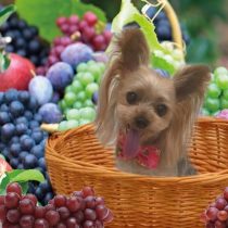 ヨークシャーテリア